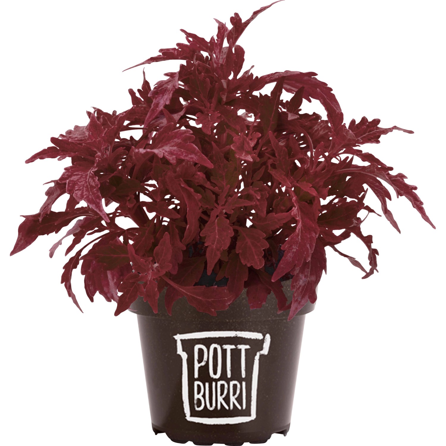 Pottburri Blutnessel im Topf (ca. 13 cm). Stehpflanze mit dunkelroten Blättern im kompostierbaren Topf.
