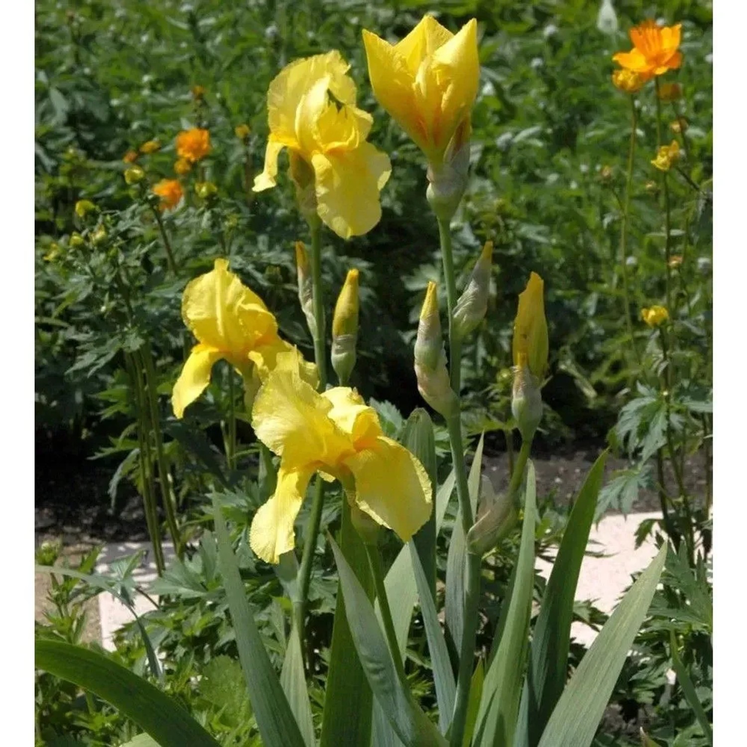 Gelbe Schwertlilie 'Goldfackel' (Iris barbata) im Gartenbeet.