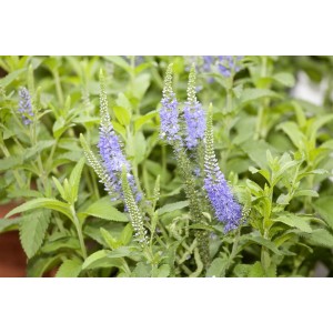 Blühender Ehrenpreis 'Blauriesin' im Topf, mit blau-violetten Blütenähren und grünen Blättern.