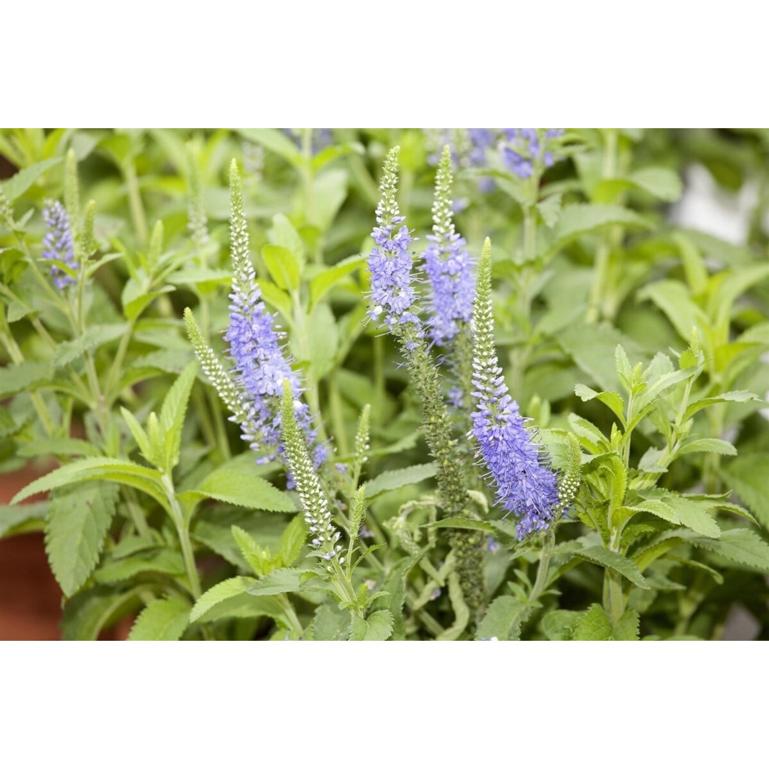 Veronica Longifolia Blauriesin Ehrenpreis Ca. 9x9 cm Topf günstig online kaufen