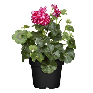 Hängende Geranie im Topf (Ø 10,5 cm) mit rot-weißen Blüten, eine farbenfrohe Hängepflanze für den Balkon.