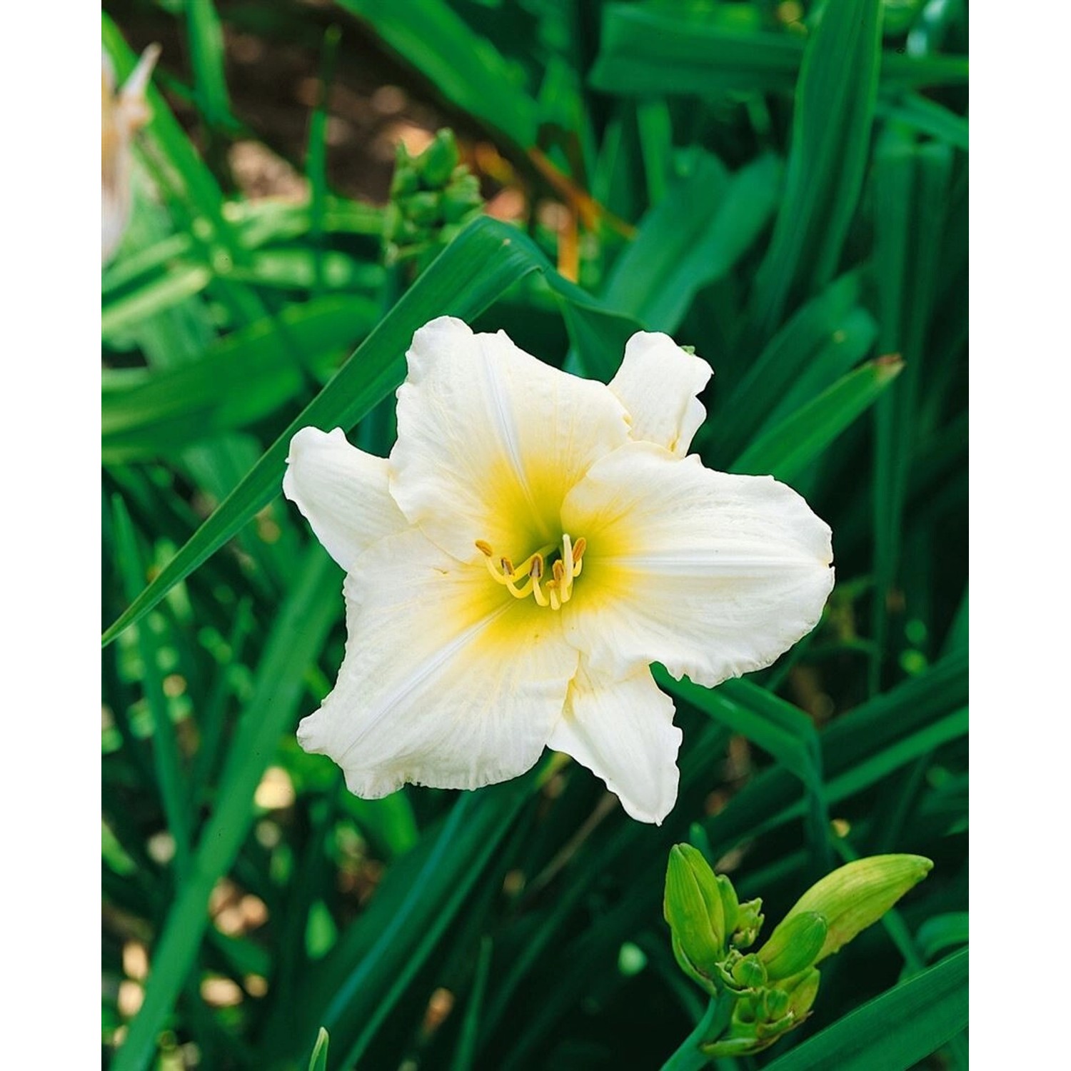 Hemerocallis X Cult Serena Madonna Taglilie Ca. 11x11 cm Topf günstig online kaufen