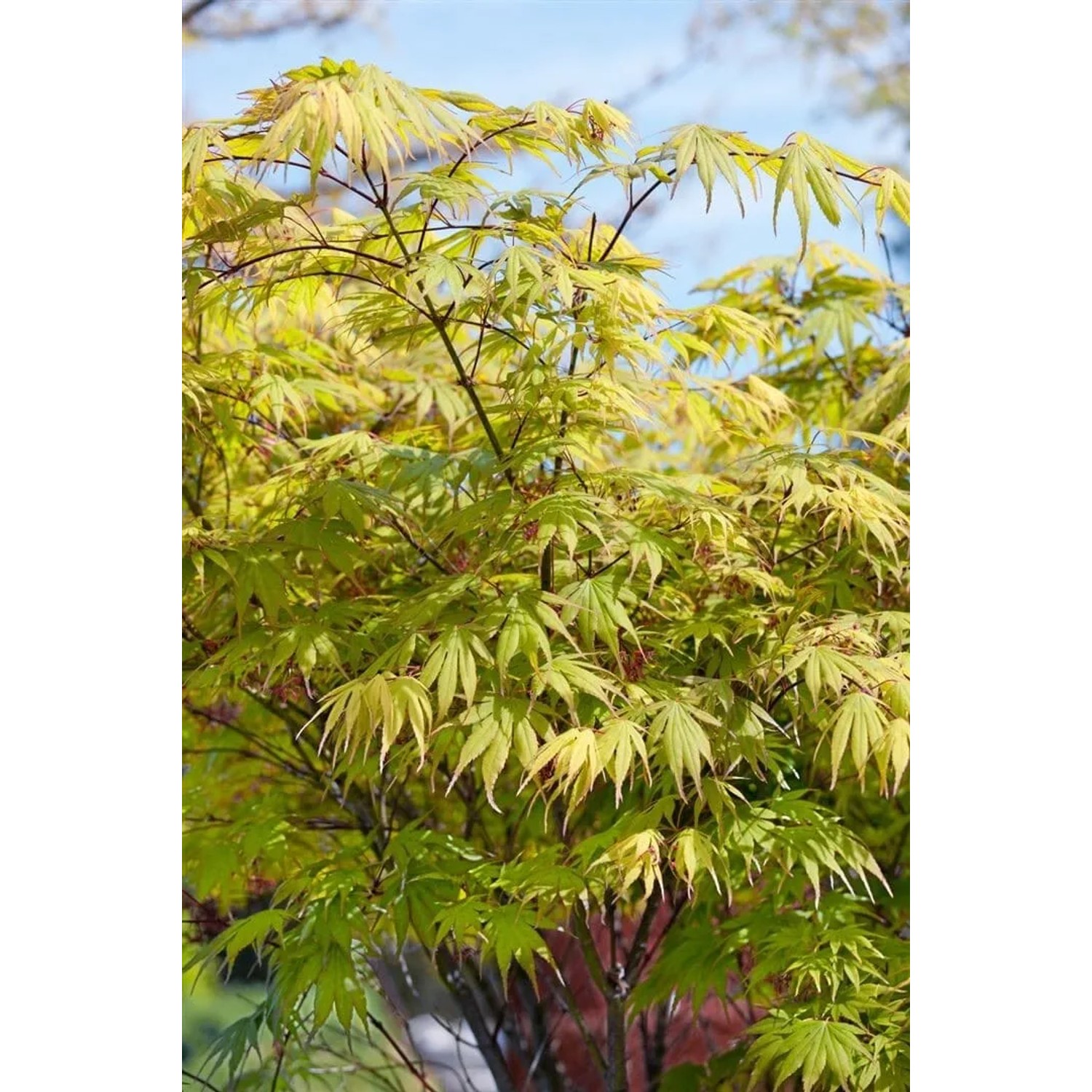 Acer Palmatum 'Autumn Glory', Japanischer Ahorn mit grünem Laub, ca. 175-200 cm hoch.