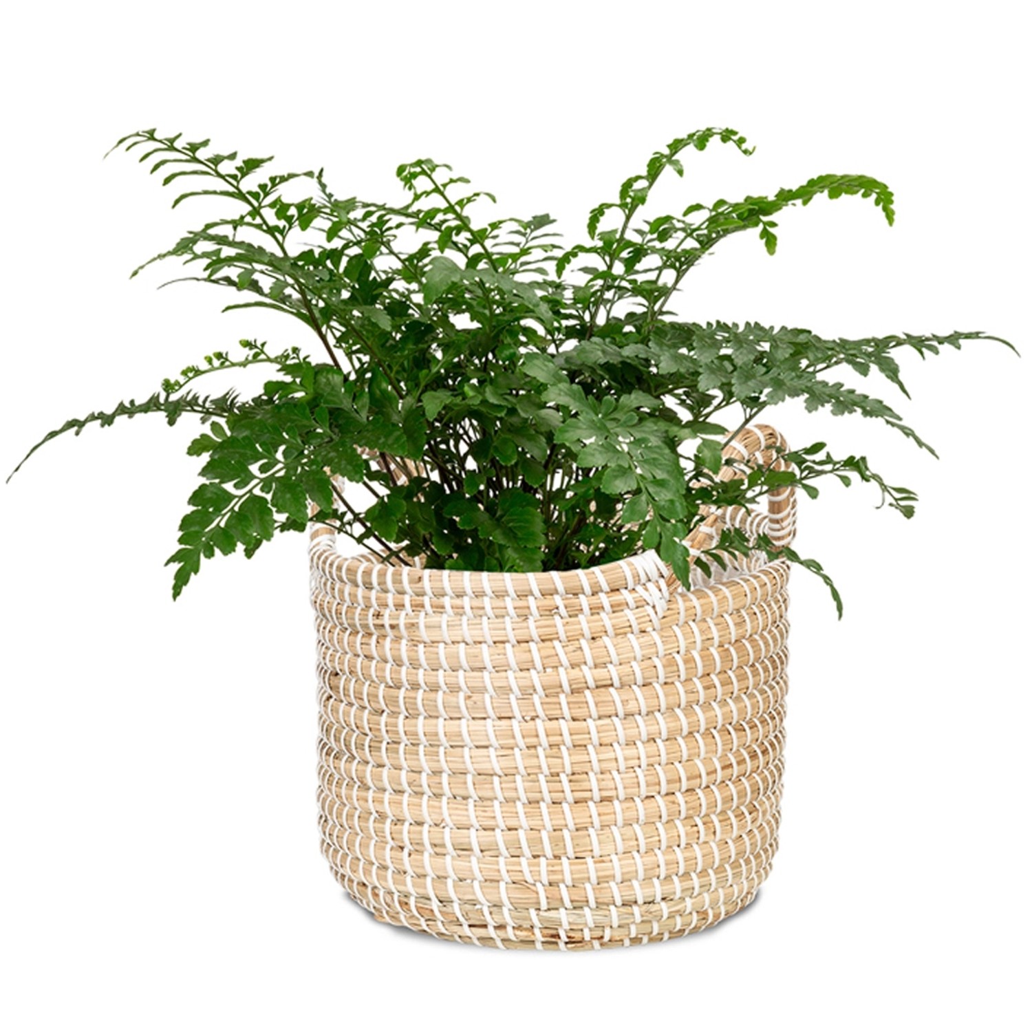 Scheurich Pflanzgefäß 514, Ø 32 cm, weiß, aus Seegras mit Pflanze.