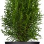 Smaragd Lebensbaum (Thuja) im Topf, ca. 20-30 cm hoch. Ideal als Heckenpflanze.