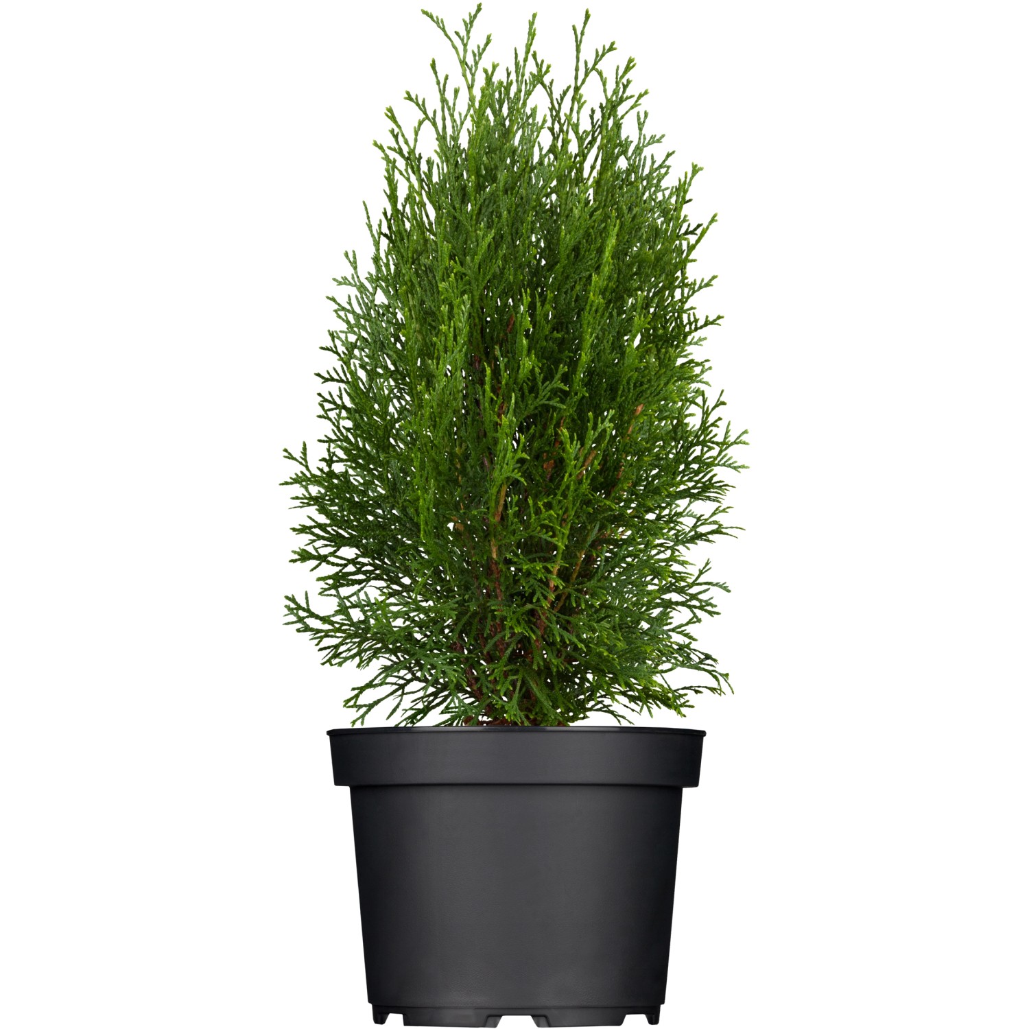 Smaragd Lebensbaum (Thuja) im Topf, ca. 20-30 cm hoch. Ideal als Heckenpflanze.