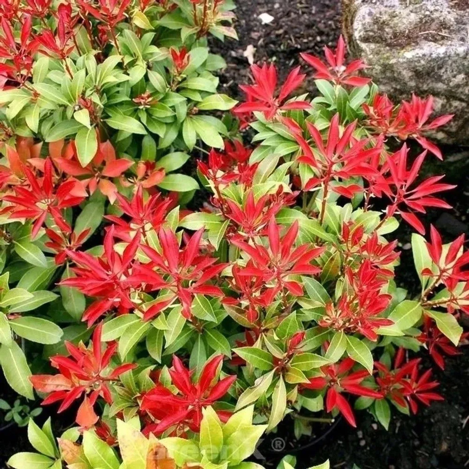 Schattenglöckchen Lavendelheide Rotkäppchen 60-80cm - Pieris japonica