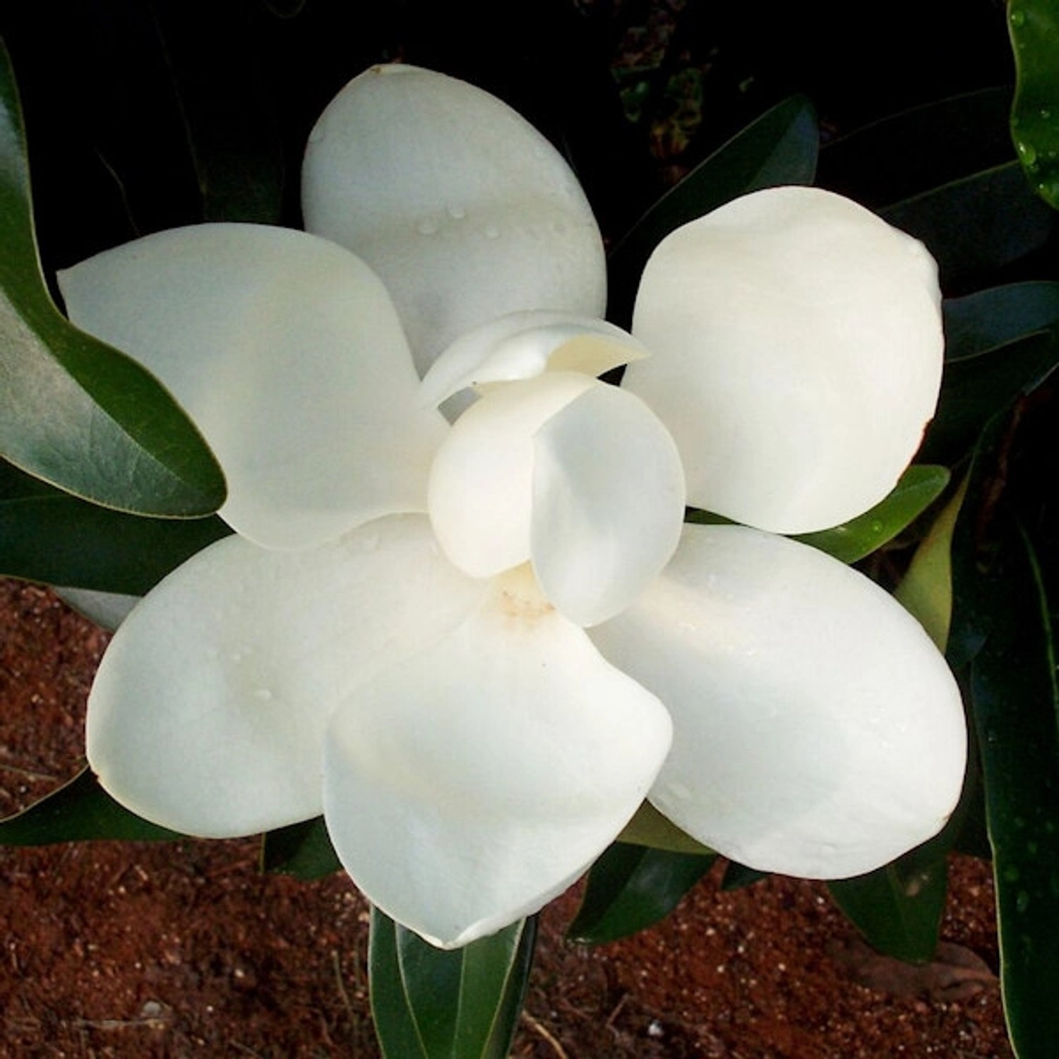 Großblumige Magnolie Alta 100-125cm - Magnolia grandiflora günstig online kaufen