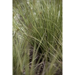 Immergrünes Carex Brunnea Jenneke Ziergras im 2 Liter Topf, buschig und grün.