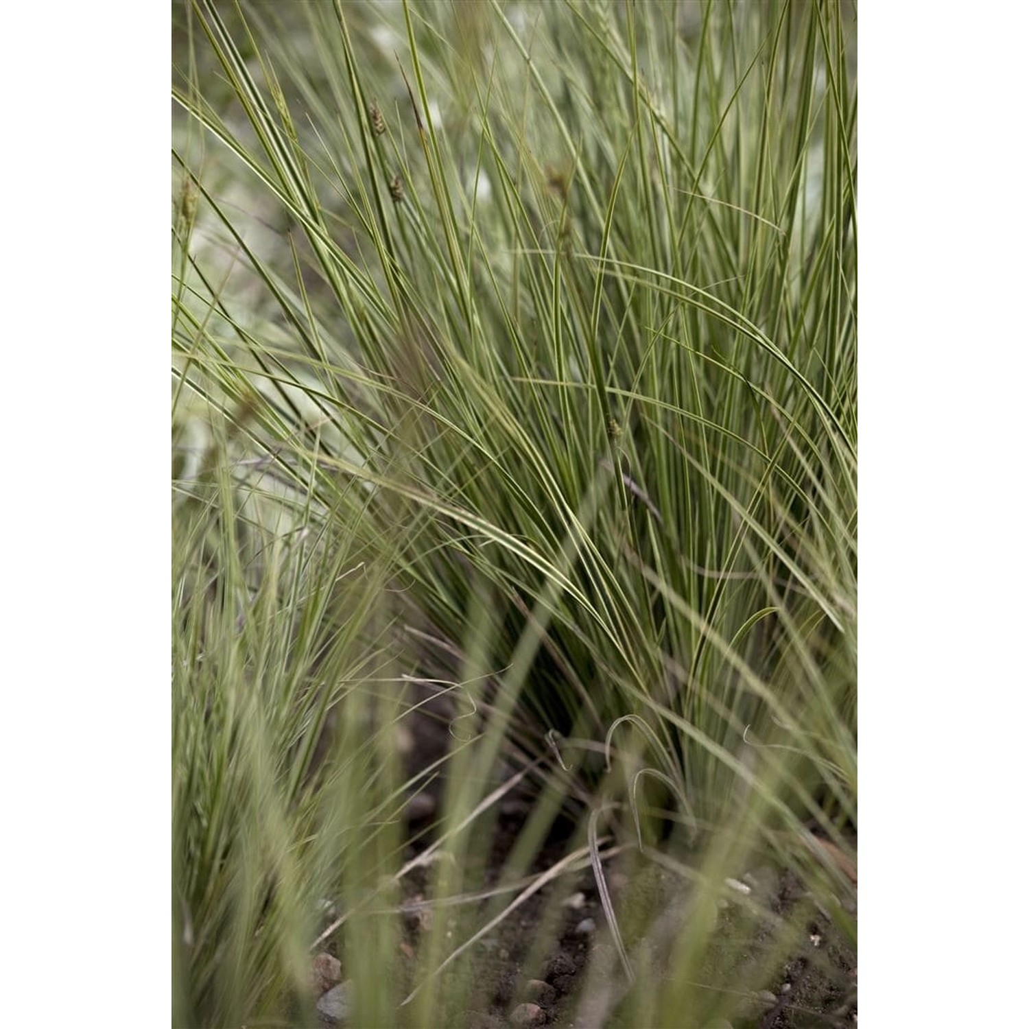 Carex Brunnea Jenneke Ziergras Immergrün 2 Liter Container günstig online kaufen