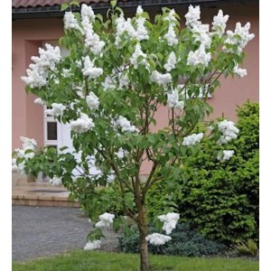 Fiederblättriger Flieder (Syringa pinnatifolia) mit weißen Blüten im Garten.