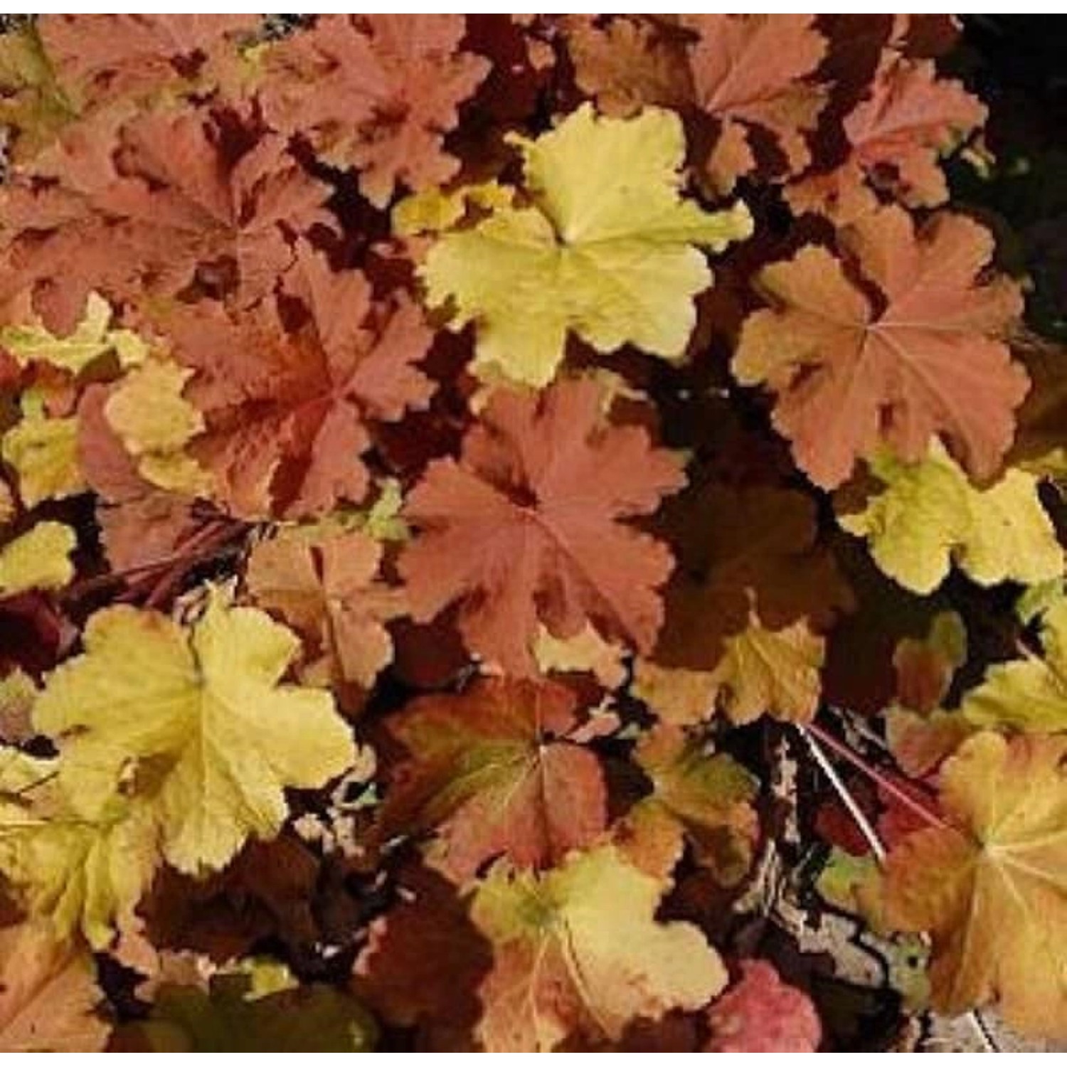 Purpurglöckchen Caramel - Heuchera villosa günstig online kaufen