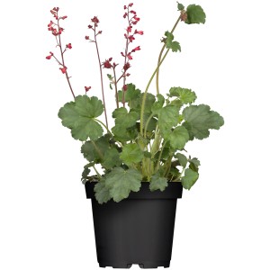 Purpurglöckchen 'Shimmer' mit rosa Blüten im Topf, ca. 19 cm Ø.