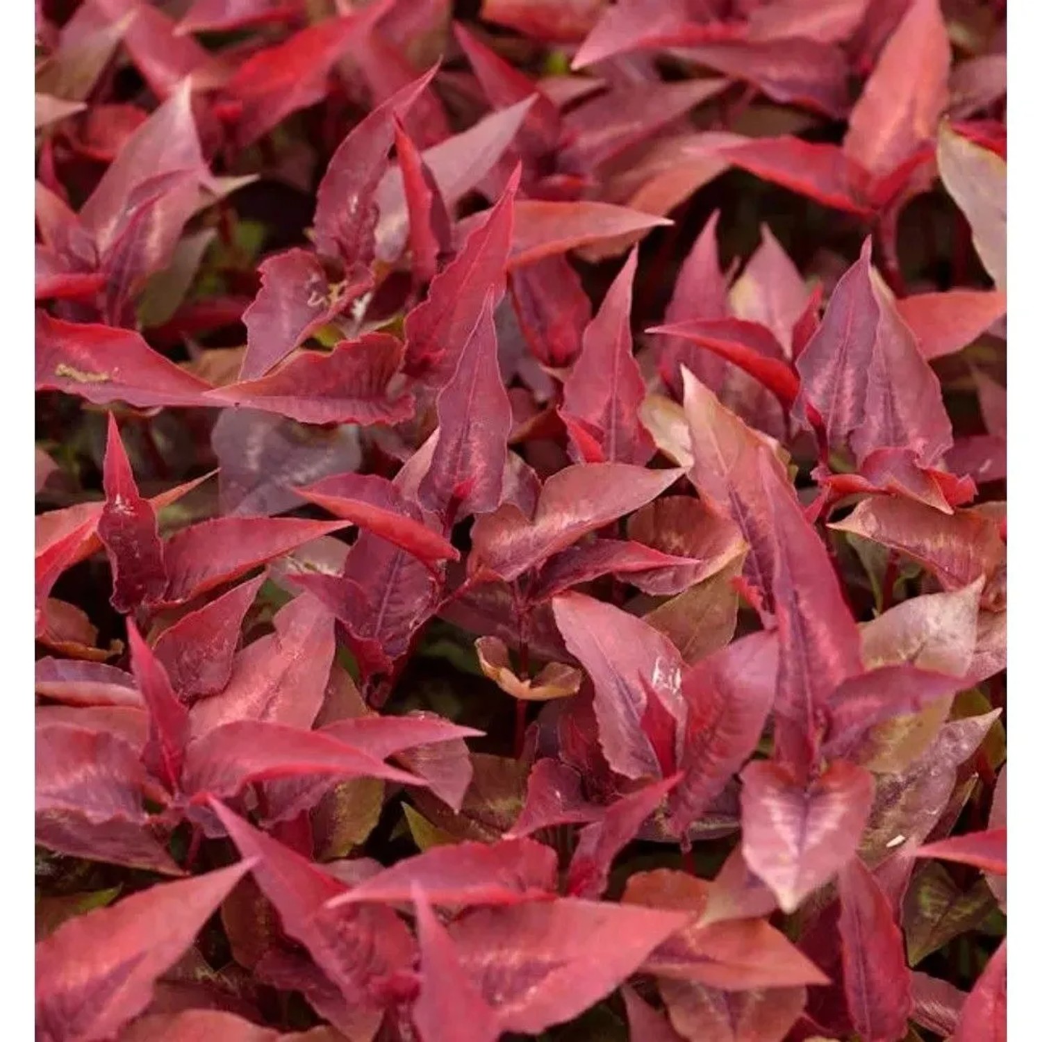 Knöterich Dragons Eye - Persicaria microcephala