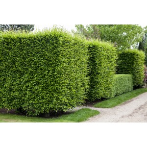 Grüne Hainbuchen Hecke (Carpinus betulus), ca. 60-80 cm hoch, im Topf, als Sichtschutz.