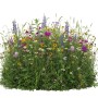 Üppige Wildblumenwiese mit lila, gelben, weißen Blüten und hohen Gräsern. Fledermausmischung Samen.