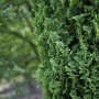 Detailaufnahme der Thuja 'Degroot Spire' Heckenpflanze, 125-150 cm hoch, mit dichtem, grünem Nadelkleid.