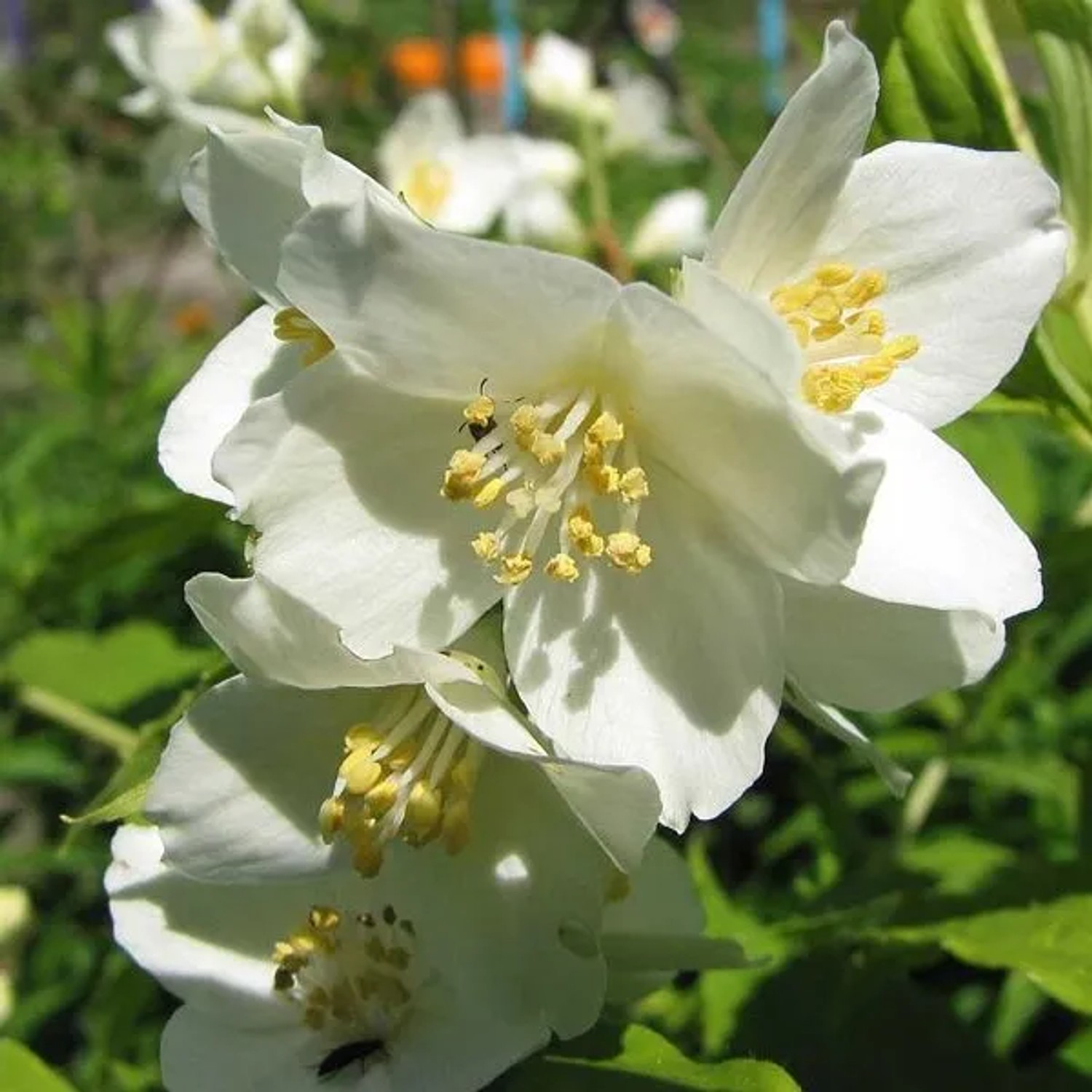 arborix Gartenjasmin 'Lemoinei' Philadelphus 50 Bis 60 Cm Im Container Duftende Blüten