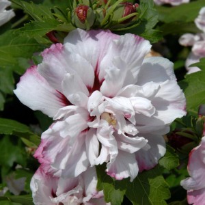 Nahaufnahme einer weißen Garteneibisch Starburst Chiffon Blüte mit rosa Rand.