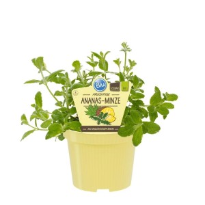 Exotenherz Minze-Set: 3 Bio-Minze Pflanzen (Ananas, Erdbeer, Banane) im 12cm Topf.