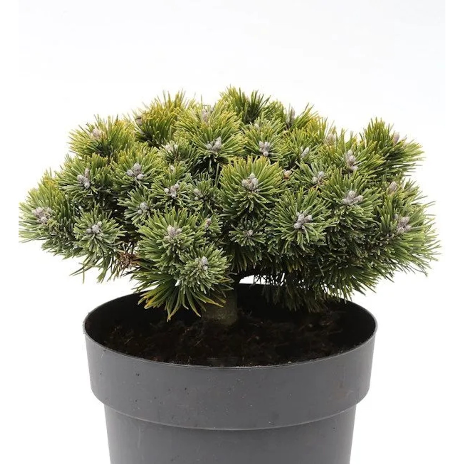 Zwerg Kiefer Sherwood Compact 20-25cm - Pinus mugo