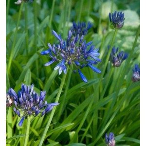 Blühende Schmucklilie 'Navy Blue' (Agapanthus africanus) im Garten, blaue Blütenstände.
