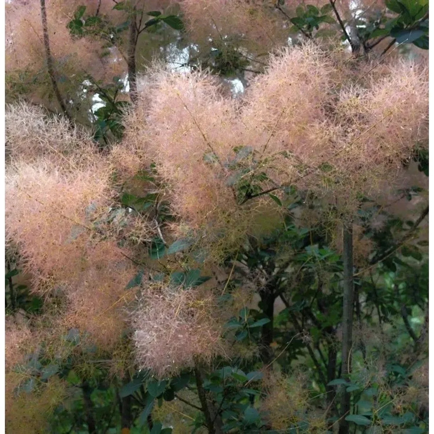 Perückenstrauch Magical Torch 30-40cm - Cotinus coggygria