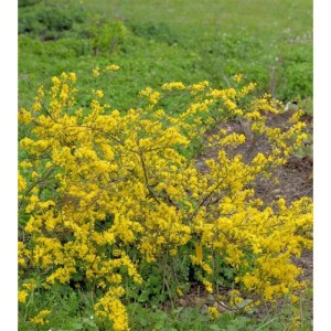 Regensburger Ginster 20-30cm - Chamaecytisus ratisbonensis