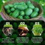 Mexikanische Minigurken in Korb; Infografik zum Anbau von Fruchtgemüse Samen: Aussaat, Wachstum, Ernte.