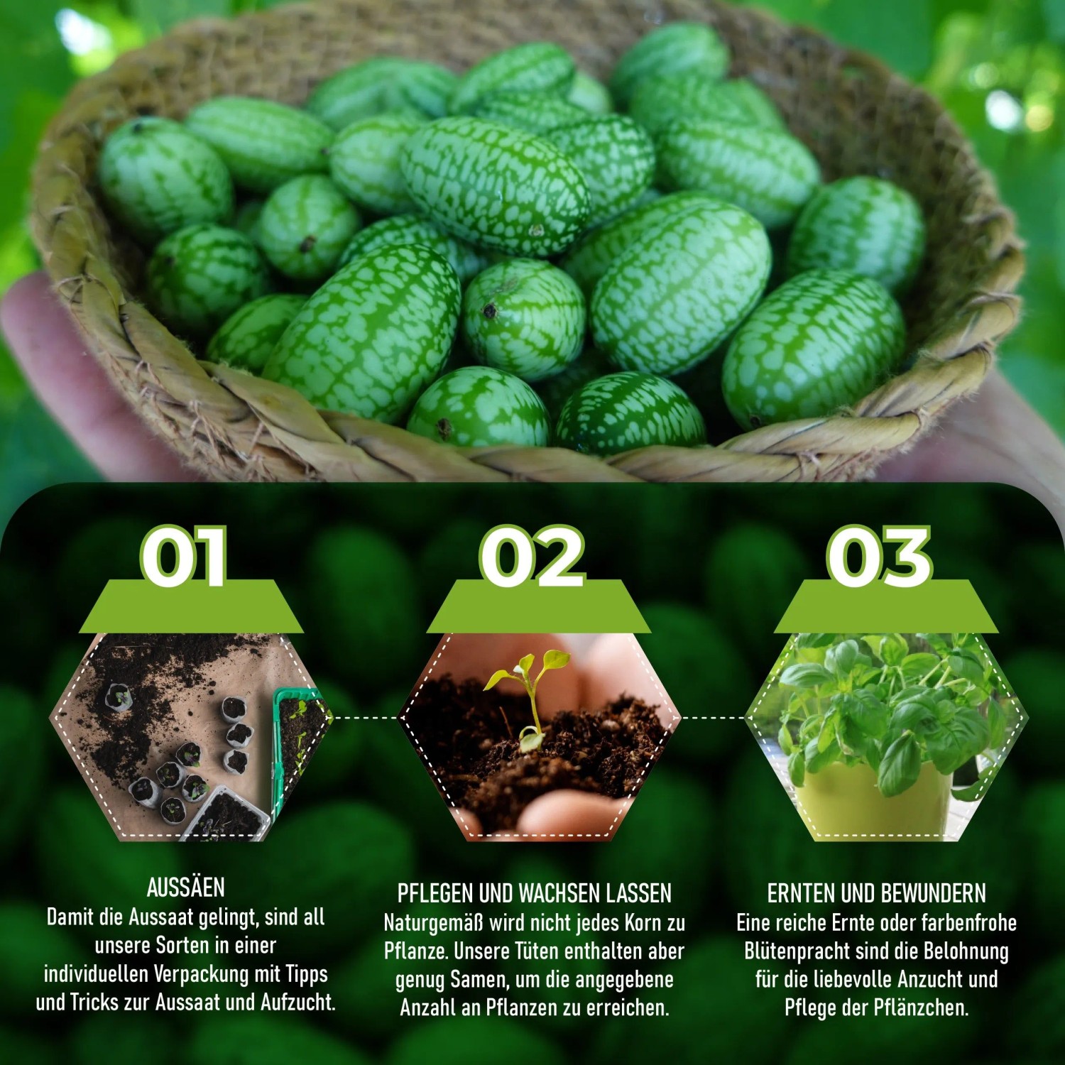 Mexikanische Minigurken in Korb; Infografik zum Anbau von Fruchtgemüse Samen: Aussaat, Wachstum, Ernte.