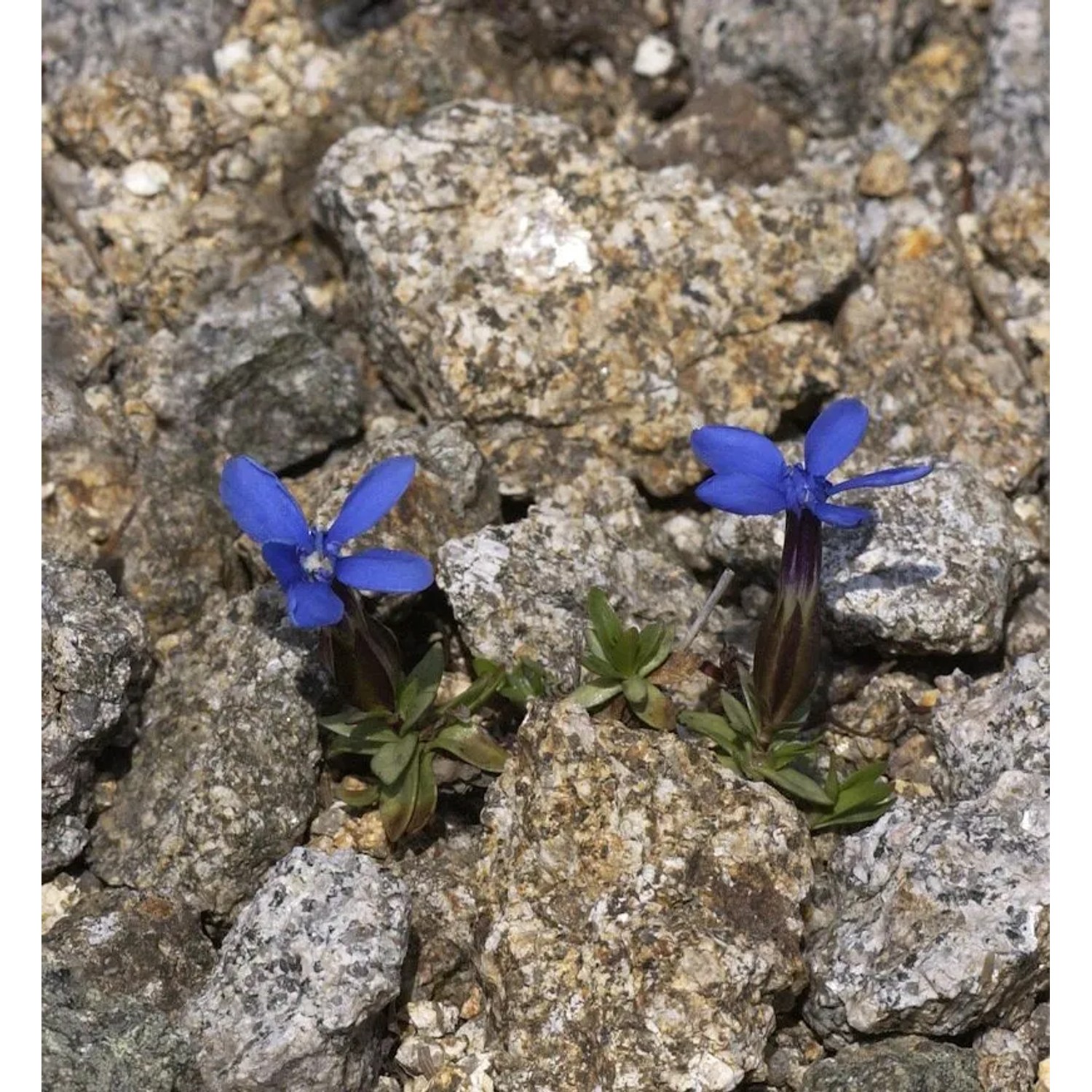 Frühlings Enzian - Schusternager - Gentiana angulosa