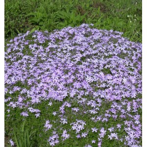 Blühender Wilder Phlox Purpurea als Bodendecker mit lila Blüten.