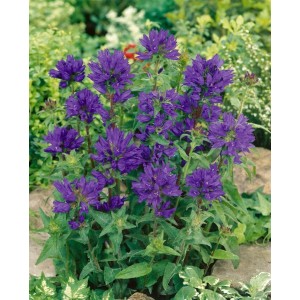 Violette Knäuelglockenblume (Campanula Glomerata Superba) im 9x9 cm Topf, blühende Staude.