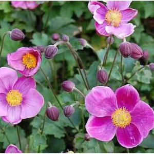 Japanische Herbstanemone Praecox (Anemone japonica) mit rosa Blüten und Knospen.