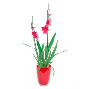 Cambria-Orchidee Nelly Isler mit roten Blüten im Glasgefäß.