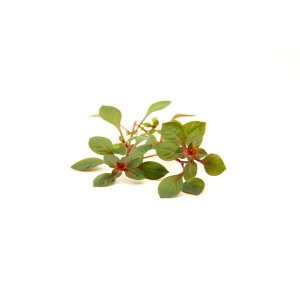 Dennerle Aquariumpflanze Ludwigia Spec. Super Red, grüne und rote Wasserpflanze.