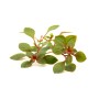 Dennerle Aquariumpflanze Ludwigia Spec. Super Red, grüne und rote Wasserpflanze.