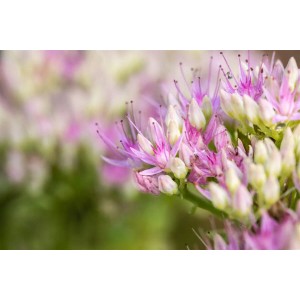 Nahaufnahme der rosa Blüte der Prächtigen Fetthenne 'Carmen'.