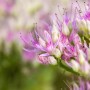 Nahaufnahme der rosa Blüte der Prächtigen Fetthenne 'Carmen'.
