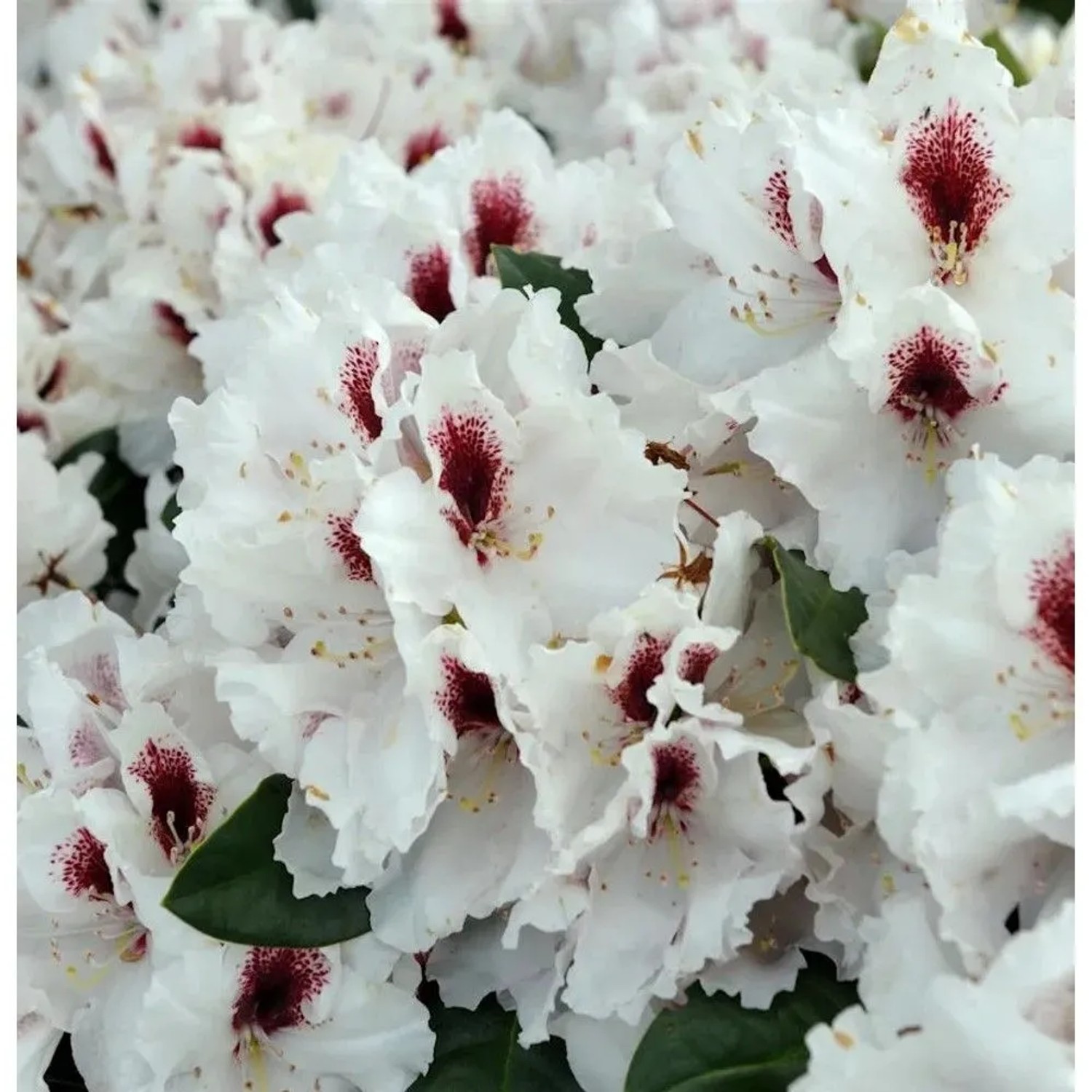 INKARHO - Großblumige Rhododendron Hachmanns Picobello 30-40cm - Alpenrose