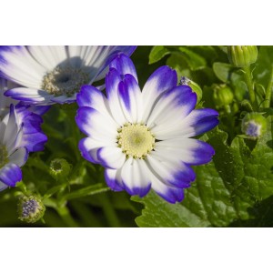 Nahaufnahme einer Aschenblume (Pericallis cruentus) mit weißen Blütenblättern und violetten Rändern.