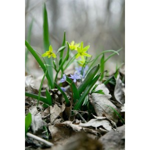 Nahaufnahme von Zweiblättrigem Blaustern (Scilla Bifolia) mit gelben und blauen Blüten zwischen Laub.