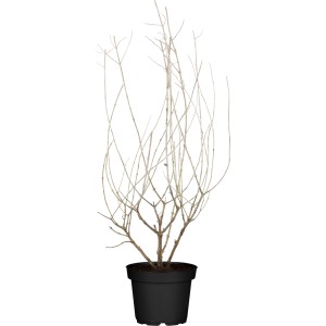 Blauraute Little Spire im Topf, ca. 20-30 cm hoch. Strauch ohne Blätter im Winter.