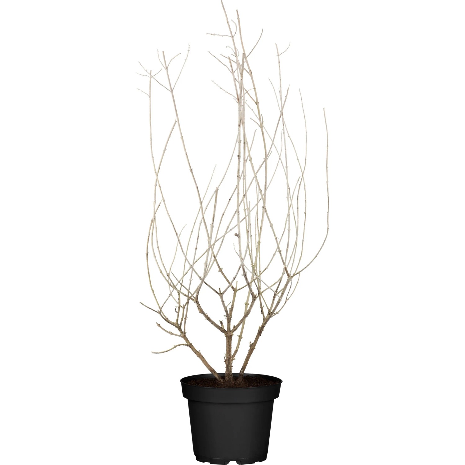 OBI Blauraute "Little Spire" Blau Höhe ca. 20 - 30 cm Topf ca. 3 l Perovskia