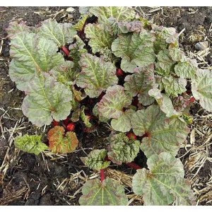 Rhabarber Holsteiner Blut - Rheum rhabarbarum