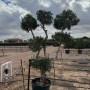 220 cm hoher Olivenbaum Olea Europaea Pompon im Topf, mit mehreren kugelförmigen Blattwolken, im Freien.