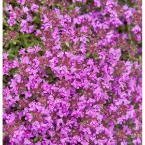 Nahaufnahme von blühendem Polsterthymian Purple Beauty. Bodendecker Staude mit lila Blüten.