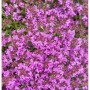Nahaufnahme von blühendem Polsterthymian Purple Beauty. Bodendecker Staude mit lila Blüten.