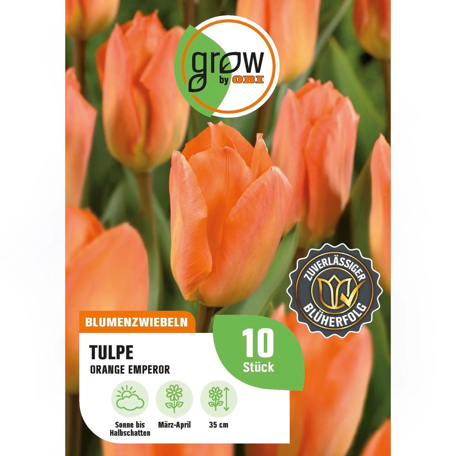 GROW by OBI Tulpe Orange Emperor Orange 8 Stück Tulipa fosteriana