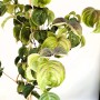 Baumfink Japanischer Blumen Hartriegel Rosy Teacups als Topfpflanze 60-80cm_5